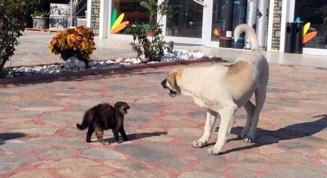 Yavru Kedi, Yiyeceği Vermemek Için Köpeğe Böyle Karşı Koydu