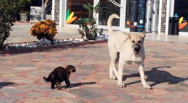 Yavru Kedi, Yiyeceği Vermemek Için Köpeğe Böyle Karşı Koydu