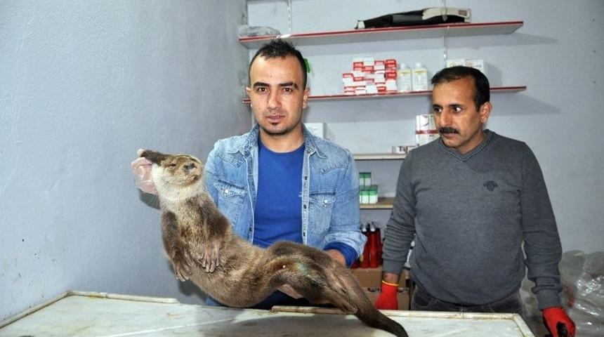 Kırmızı Listedeki Yaralı "su Samuru" Tedavi Altına Alındı