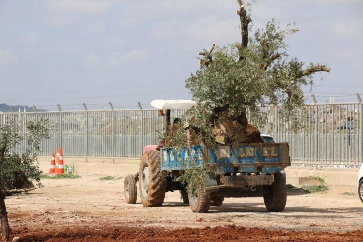 Zeytin Ağacı Nakilleri S&uuml;r&uuml;yor