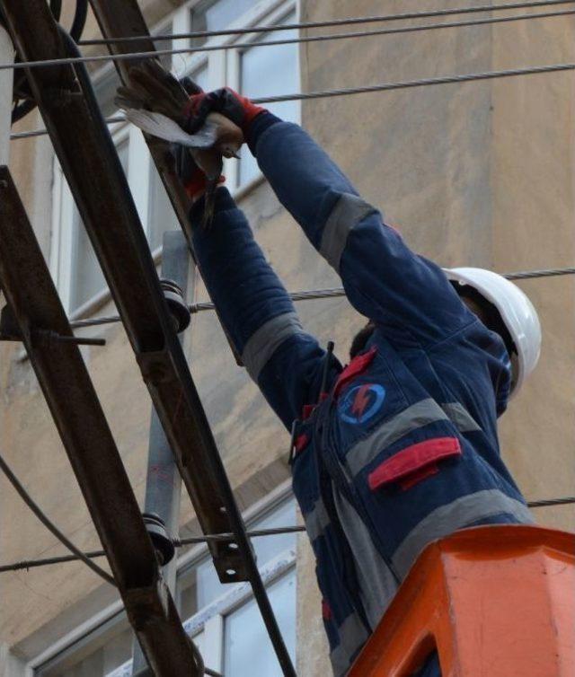 Elektrik Tellerine Asılı Kalan Kuş Kurtarıldı