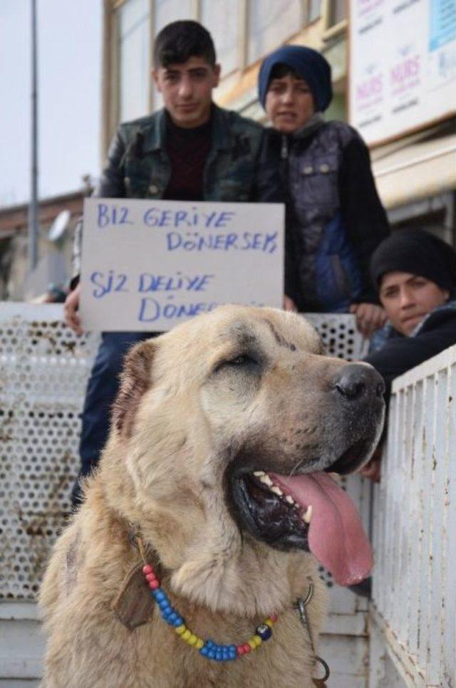 Hollanda’ya ‘kangallı’ Tepki