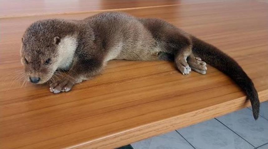 Tunceli'de Yaralı Bulunan Su Samuru Tedavi Altına Alındı