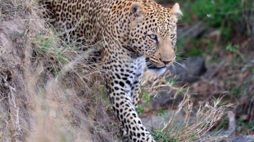 Yavrusu i&ccedil;in kendini feda etti