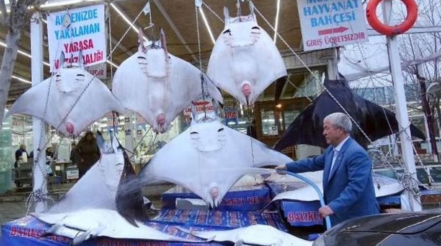 Sergilenen Mantalar Tepki &Ccedil;ekti,t&uuml;rkiye Koruma I&ccedil;in Imza Attı Ama Yasal D&uuml;zenleme Yapmadı