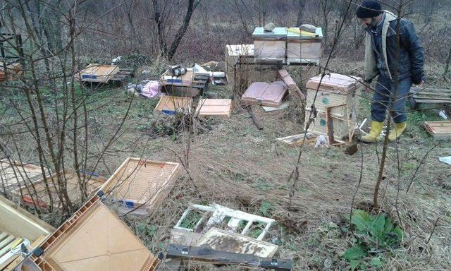 Kış Uykusundan Uyandı, Arı Kovanlarını Parçaladı