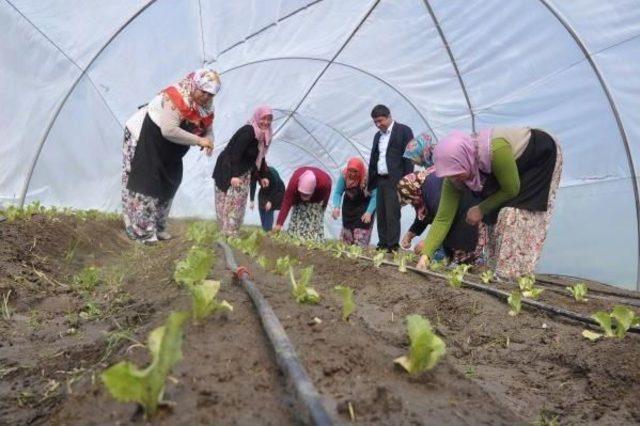 Kadınlar 'akıllı Köy'de Ilk Hasadı Yaptı