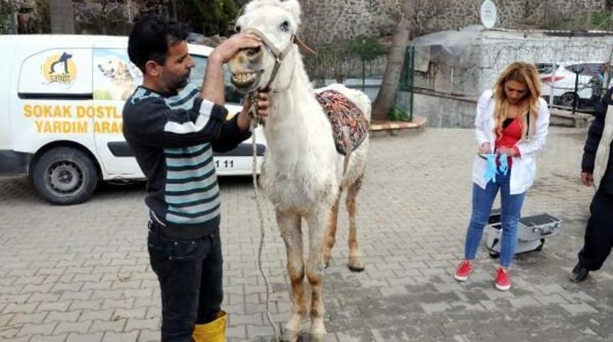 Kuyruğunu Kesip, Kırba&ccedil;la K&ouml;r Ettikleri Atı Sokağa Attılar