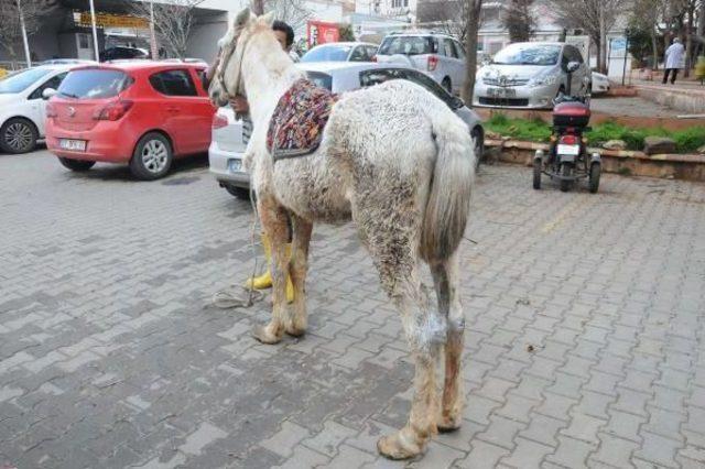 Kuyruğunu Kesip, Kırbaçla Kör Ettikleri Atı Sokağa Attılar