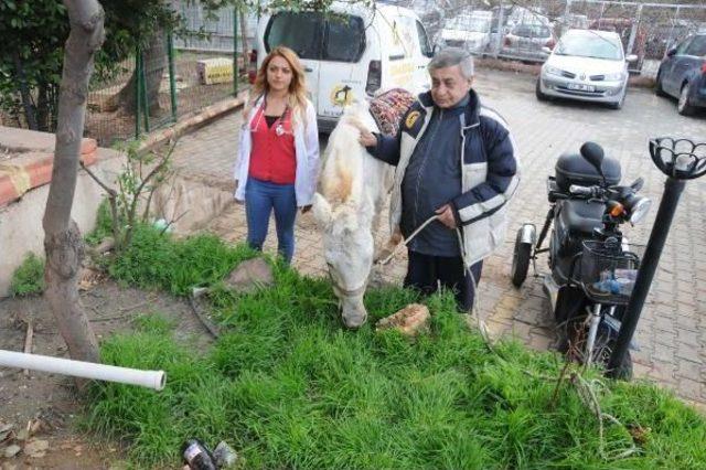 Kuyruğunu Kesip, Kırbaçla Kör Ettikleri Atı Sokağa Attılar