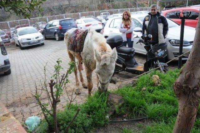 Kuyruğunu Kesip, Kırbaçla Kör Ettikleri Atı Sokağa Attılar