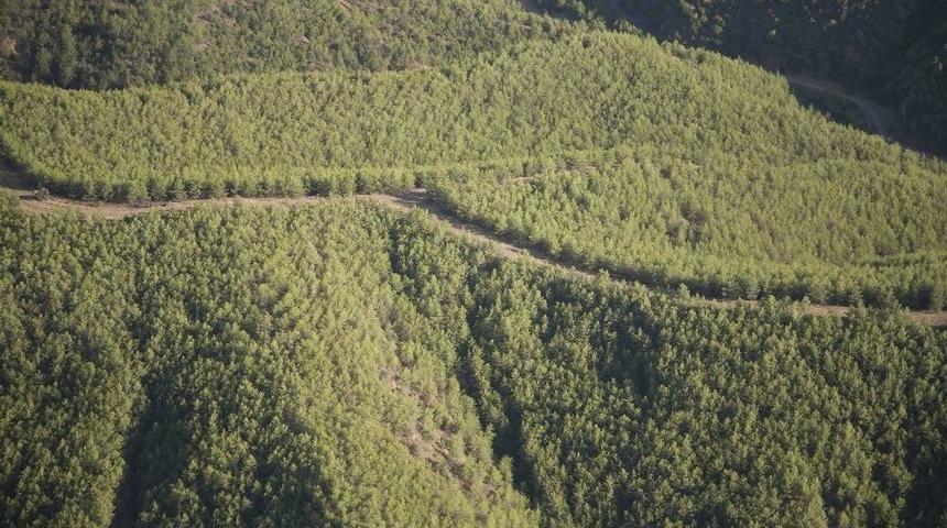 Orman Ve Su İşleri Bakanlığı Antalya&rsquo;da 5 Milyon 992 Bin Adet Fidanı Toprakla Buluşturdu