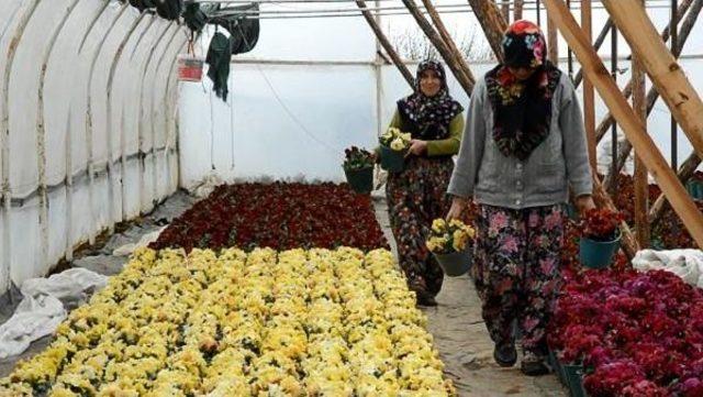 Başköylü Kadınlar Mermer Ocağını Kapattırdı, Çiçek Yetiştiryor