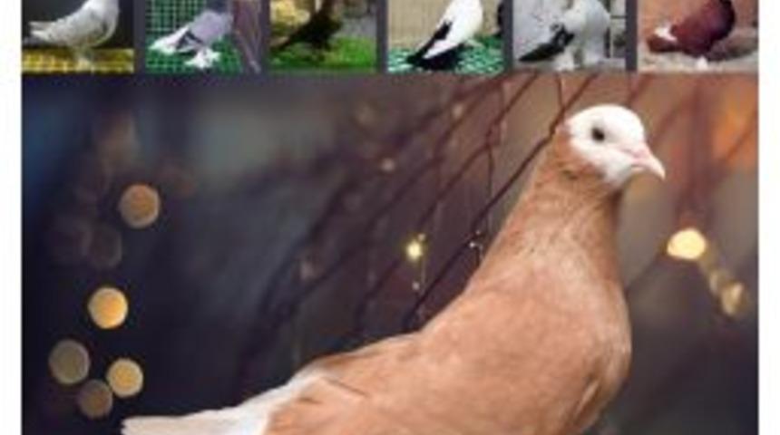 M. Kemalpaşa&rsquo;da G&uuml;vercin Festivali