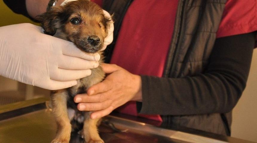 Silahla Yaralanmış Ve Tek G&ouml;z&uuml; G&ouml;rmeyen K&ouml;peklerin Tedavileri S&uuml;r&uuml;yor
