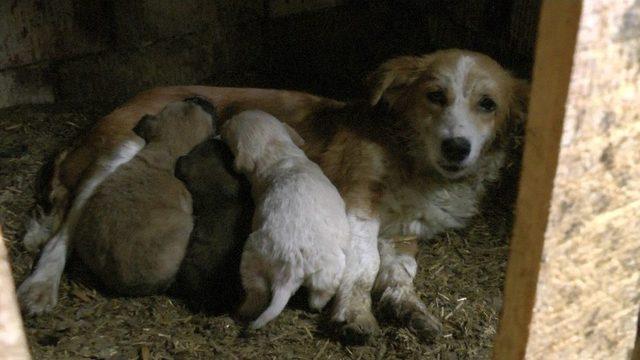 Düzce’de Köpekleri Zehirlediler