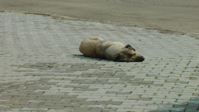 Düzce’de Köpekleri Zehirlediler