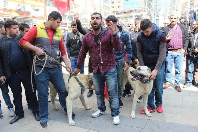 Hollanda’yı Kangal Köpekleriyle Protesto Ettiler