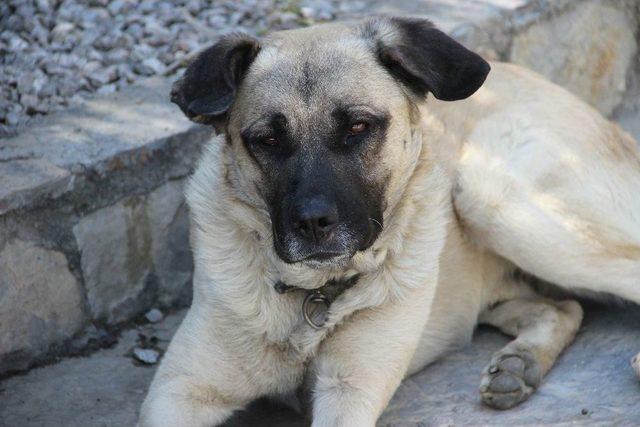 Zehirlenen Tar&ccedil;ın İsimli K&ouml;pek &Ouml;ld&uuml; 2
