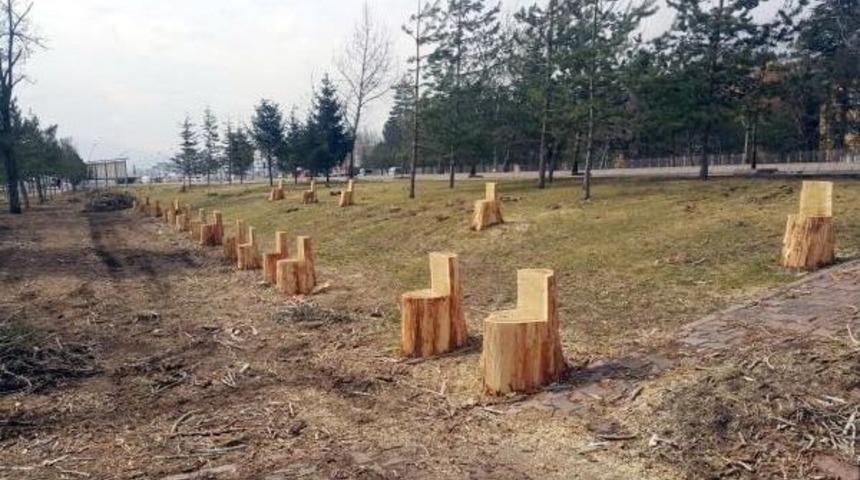 Kesilen Ağaçların Kökleri Parka Koltuk Oldu
