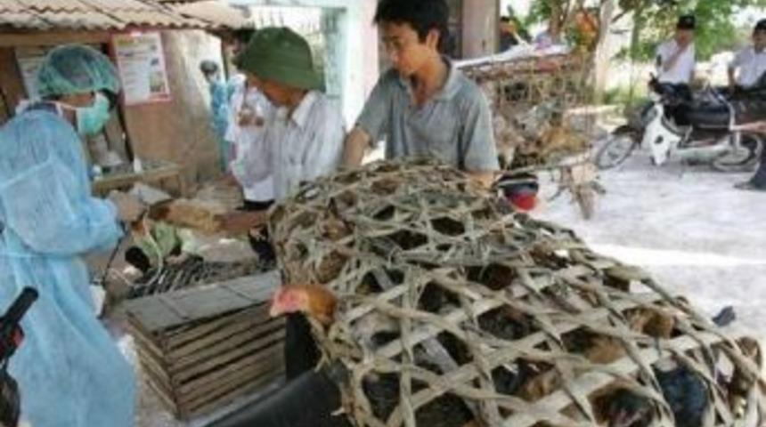 Fao: Çin’Deki Kuş Gribi Salgınının Kontrol Altına Alınması Gerekiyor