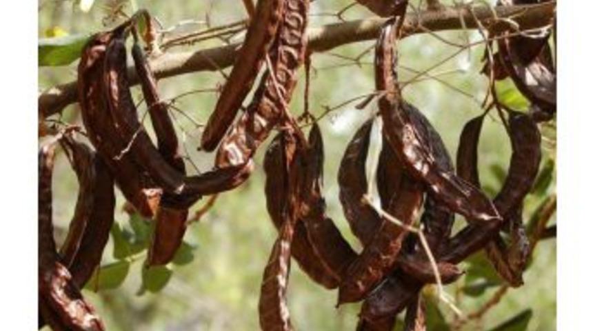 Çalşimşek: “keçiboynuzu Özünü Diyabetliler De Kullanabilir”