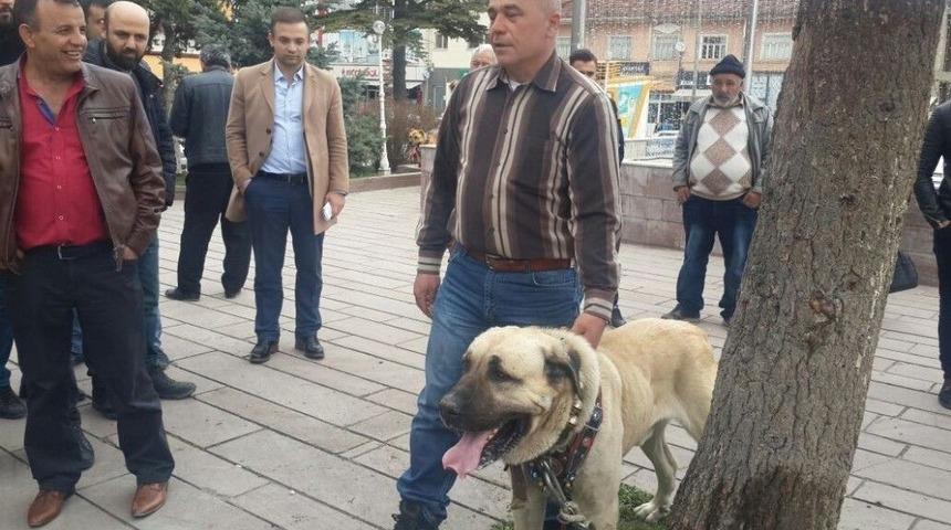 Hollanda&rsquo;yı Kangal K&ouml;pekleri İle Protesto Ettiler