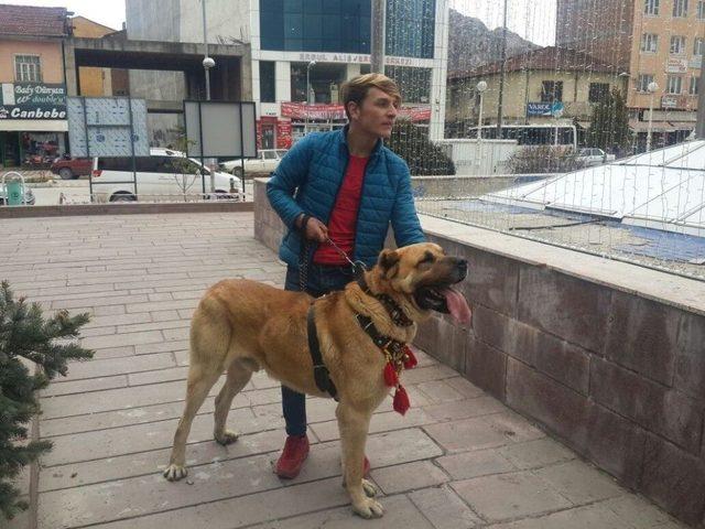 Hollanda’yı Kangal Köpekleri İle Protesto Ettiler