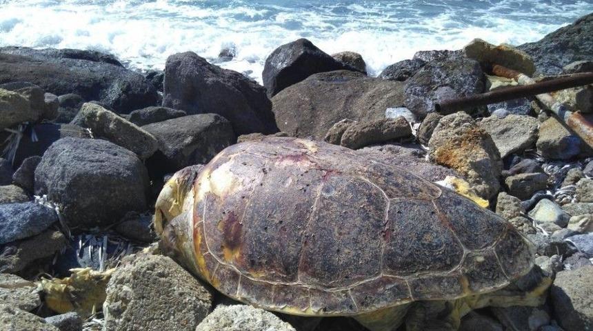 Dev Caretta Caretta Karaya Vurdu