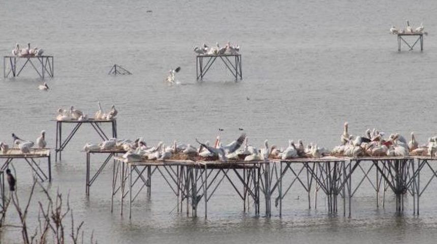 Manyas Kuş Cenneti'ndeki G&ouml;&ccedil;men Kuşların Kulu&ccedil;ka Zamanı