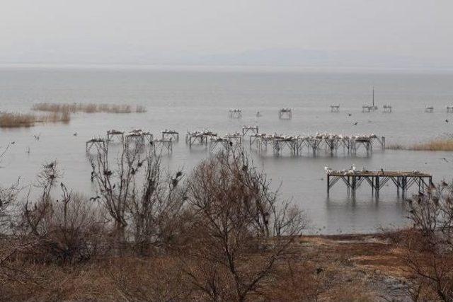 Manyas Kuş Cenneti'ndeki Göçmen Kuşların Kuluçka Zamanı