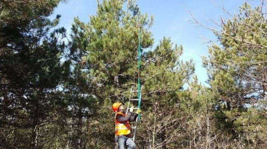 G&ouml;lyaka&rsquo;da &Ccedil;am Kese B&ouml;ceği İle M&uuml;cadele &Ccedil;alışmaları Devam Ediyor
