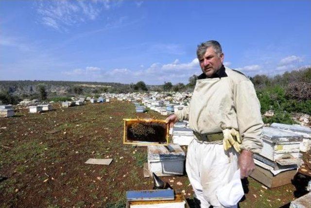 Bilinçsiz Ilaçlama Arıları Yok Ediyor