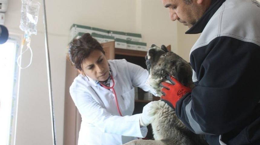 Hayvan Rehabilitasyon Merkezi Yenilendi