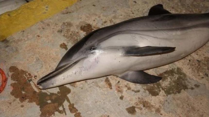 Kuşadası'nda &Ouml;l&uuml; Yunus Bulundu