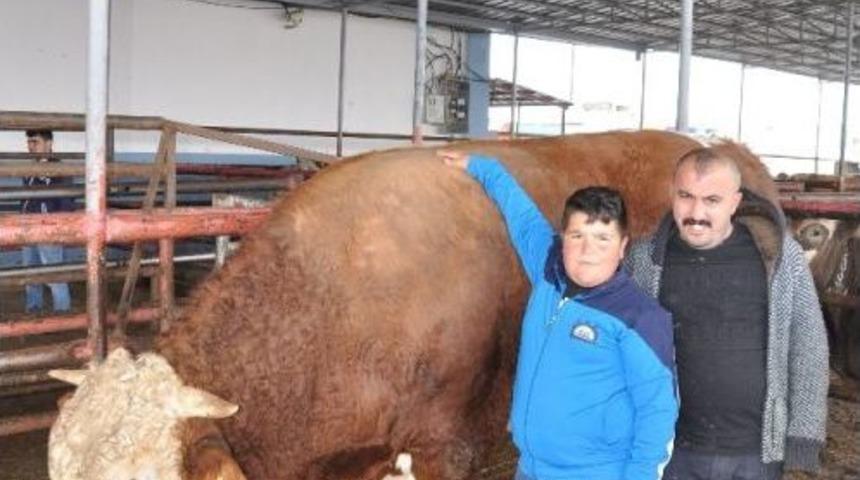 780 Kilo Karkas Eti &Ccedil;ıkan &lsquo;ağa&rsquo; Sahibini Zengin Etti