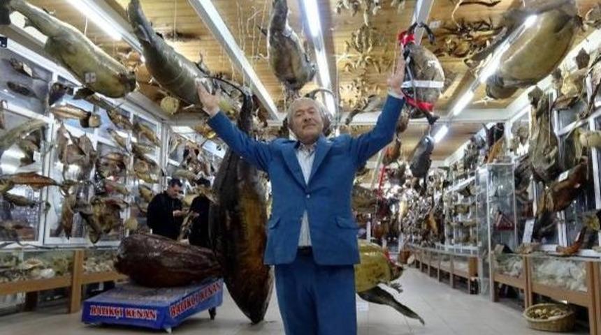 30 Yıllık Tutkuyla 9 Yılda Bin 500 &Ccedil;eşit Balıklı M&uuml;ze Oluşturdu