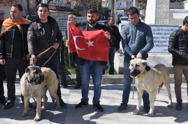 Kangal Köpekleriyle Hollanda Ve Almanya'ya Tepki