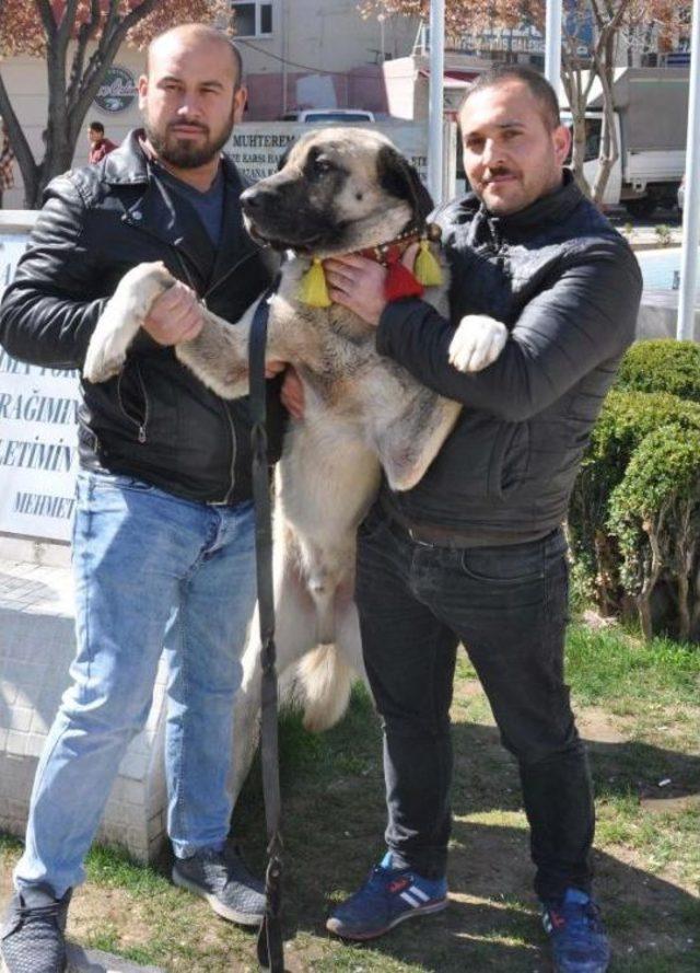 Kangal Köpekleriyle Hollanda Ve Almanya'ya Tepki