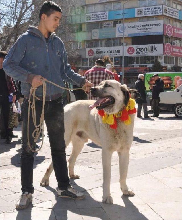 Kangal Köpekleriyle Hollanda Ve Almanya'ya Tepki