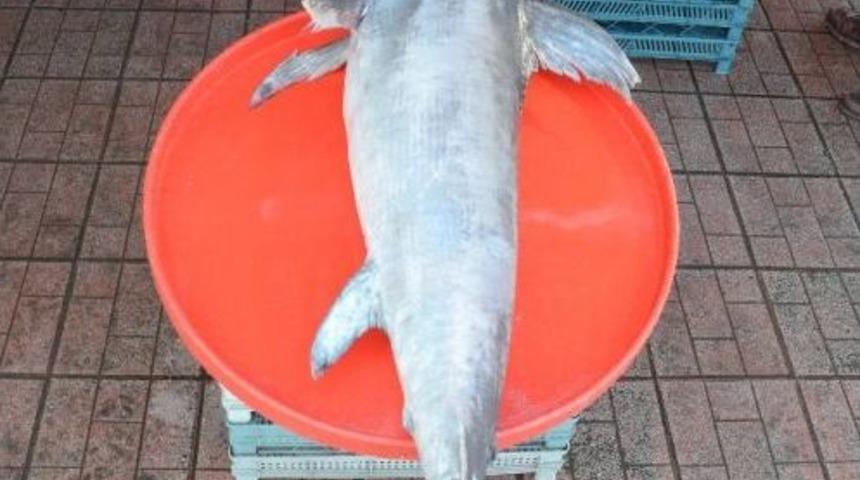 2 Metre Boyunda Kılı&ccedil; Balığı Yakalandı