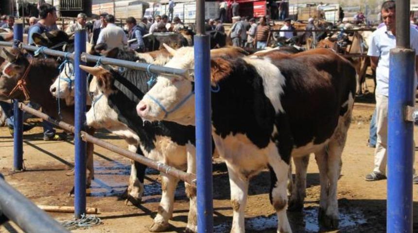 İşte market market kurbanlık fiyatları