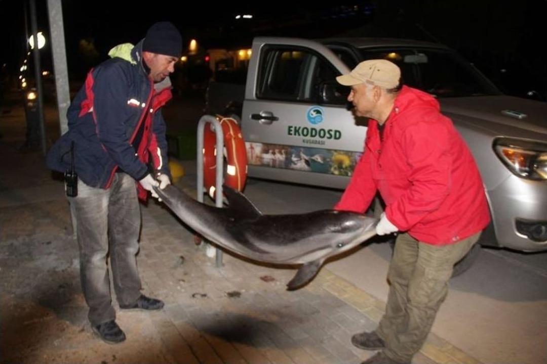 Kuşadası&rsquo;nda &Ouml;l&uuml; Yunus Bulundu