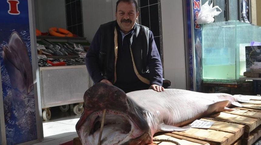 200 Kiloluk K&ouml;pek Balığı G&ouml;renleri Hayrete D&uuml;ş&uuml;rd&uuml;