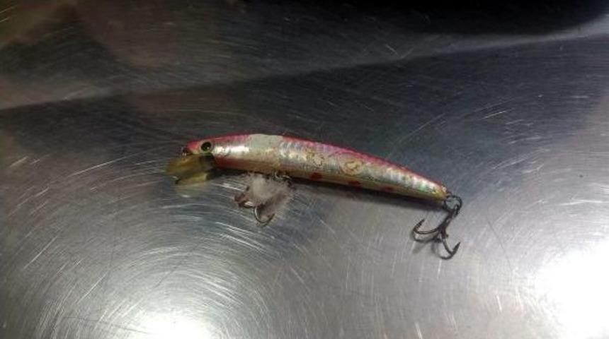 Gagasına Olta Takılan Martı Tedavi Edildi