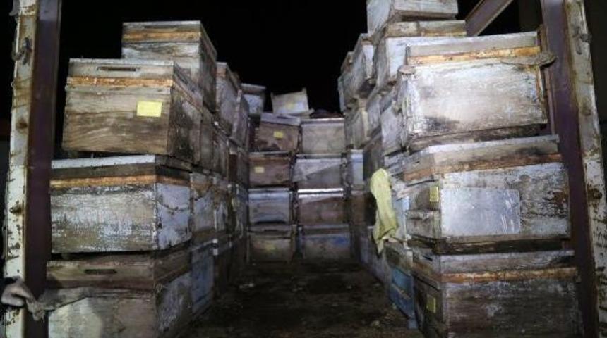 Arı Kovanlarının Arasında 350 Kilo Esrar Bulundu