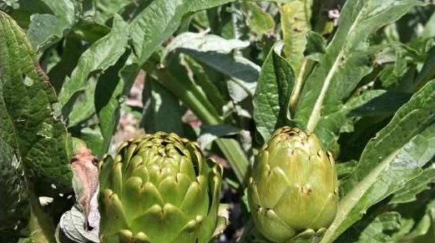 Enginar Diyet Yapanların G&ouml;zdesi