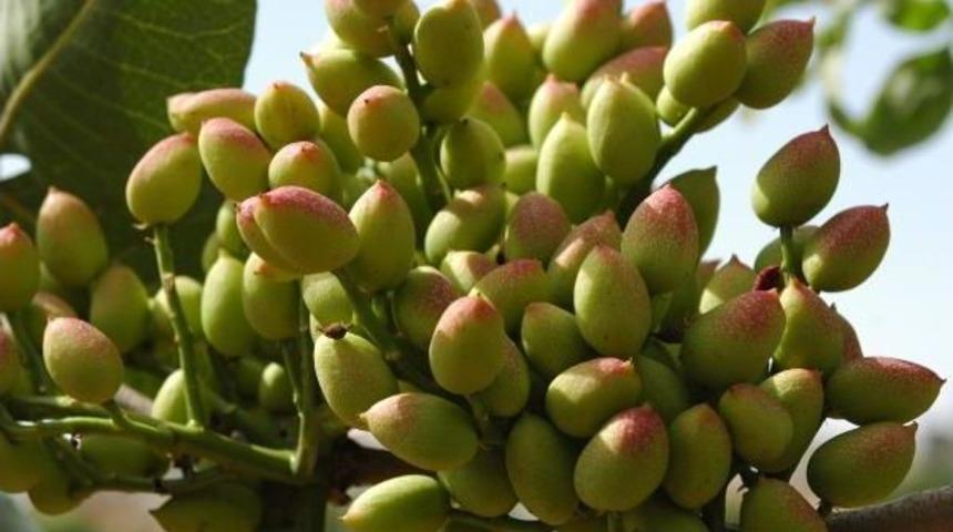 Gaziantep'te Fıstıkta Hedef; Amerika'nın &Ouml;n&uuml;ne Ge&ccedil;mek