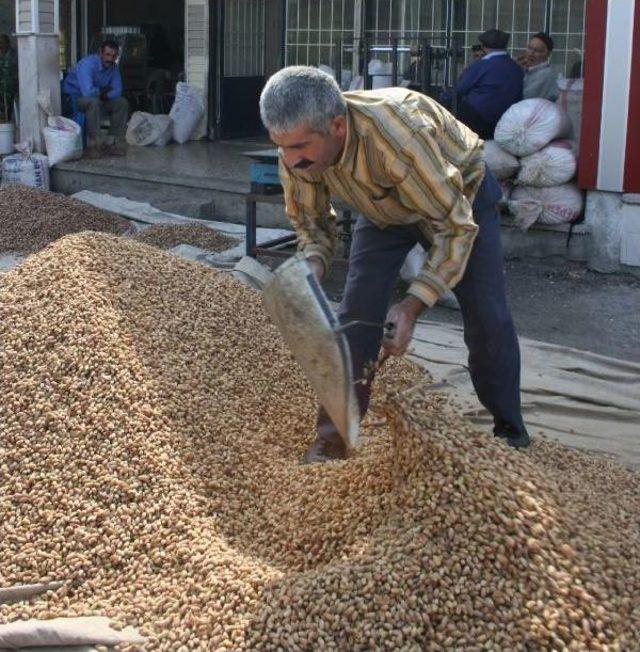 Gaziantep'te Fıstıkta Hedef; Amerika'nın Önüne Geçmek