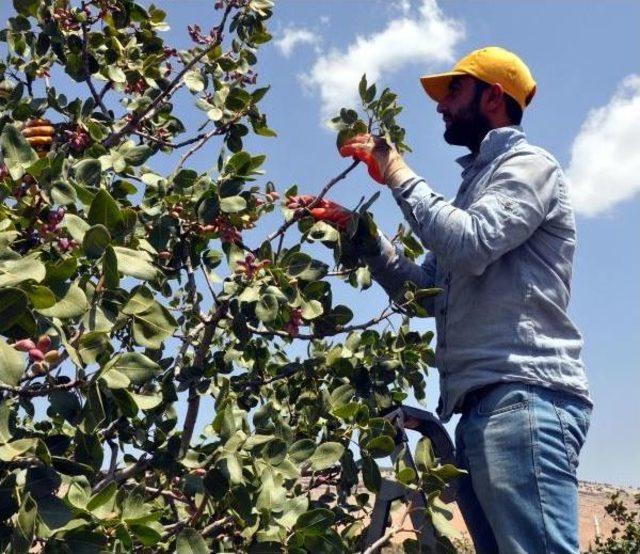 Gaziantep'te Fıstıkta Hedef; Amerika'nın Önüne Geçmek